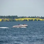 Ostsee-panorama No 4 - Aurora Vista - Abc568 *